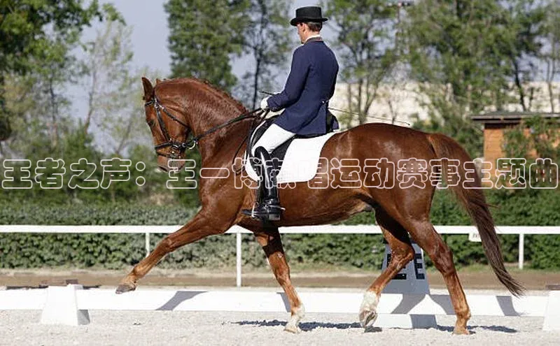 速球体育官方入口地址